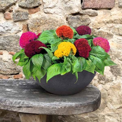 Picture of Celosia - Cristata Brainiac Mixed